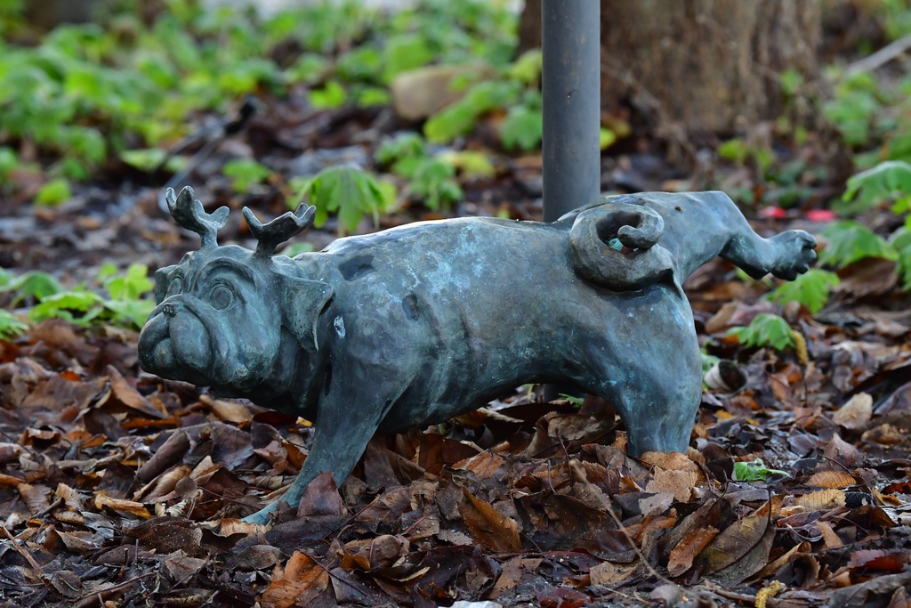 2026-01-08 Brandenburg an der Havel/Waldmöpse/DSC_2318.JPG